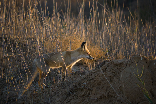 Baikonur Fox Scoping it Out