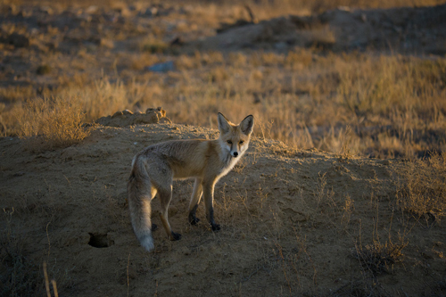 Baikonur Fox