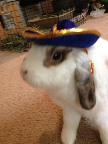 Easter Bunny